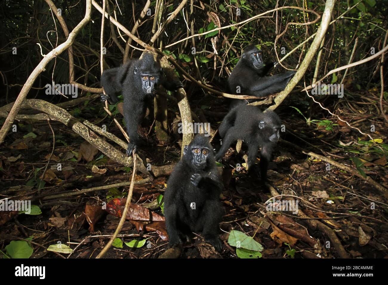 Une troupe de jeunes de Celebes macaques à crête (Macaca nigra) regardent curieusement à l'appareil-photo dans la forêt de Tangkoko, au nord de Sulawesi, en Indonésie. Banque D'Images