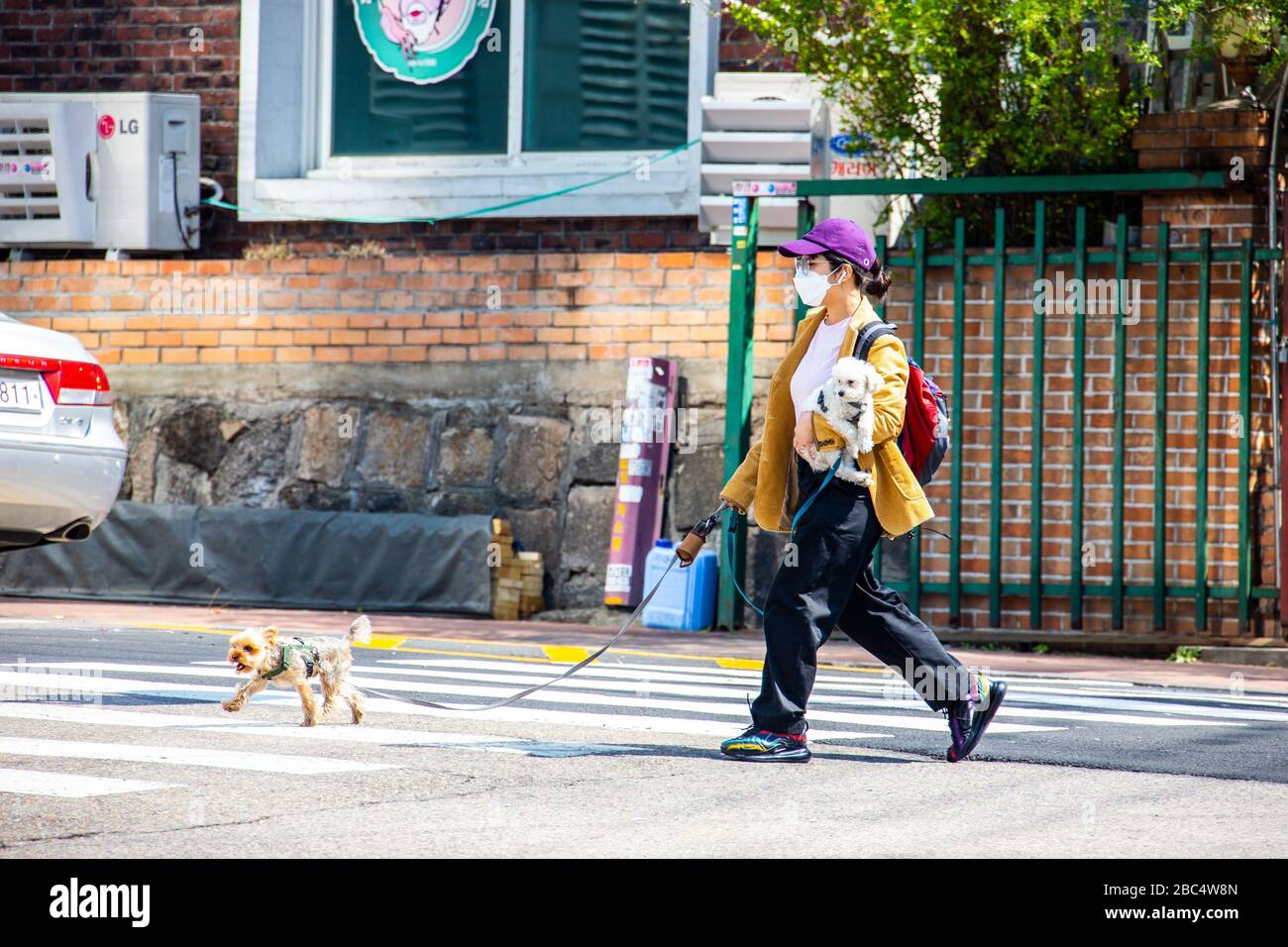 Chien marchant en portant un masque pendant la pandémie de Coronavirus, Séoul, Corée du Sud Banque D'Images