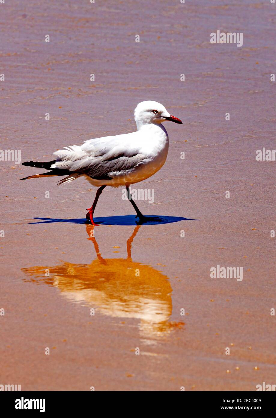 Mouette argentée australienne (Chericocephalus novaehollandiae) avec réflexion sur la plage de Merimbula, sur la côte sud de la Nouvelle-Galles du Sud Banque D'Images