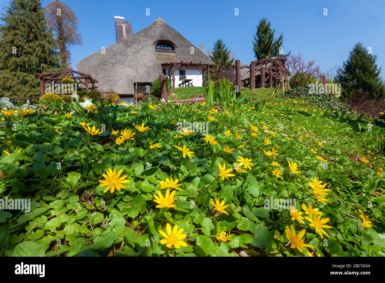 Fleurs moindre celandine ou pilewort dans le fornt de la maison rurale traditionnelle avec toit de chaume dans la région de Podravina od Croatie Banque D'Images