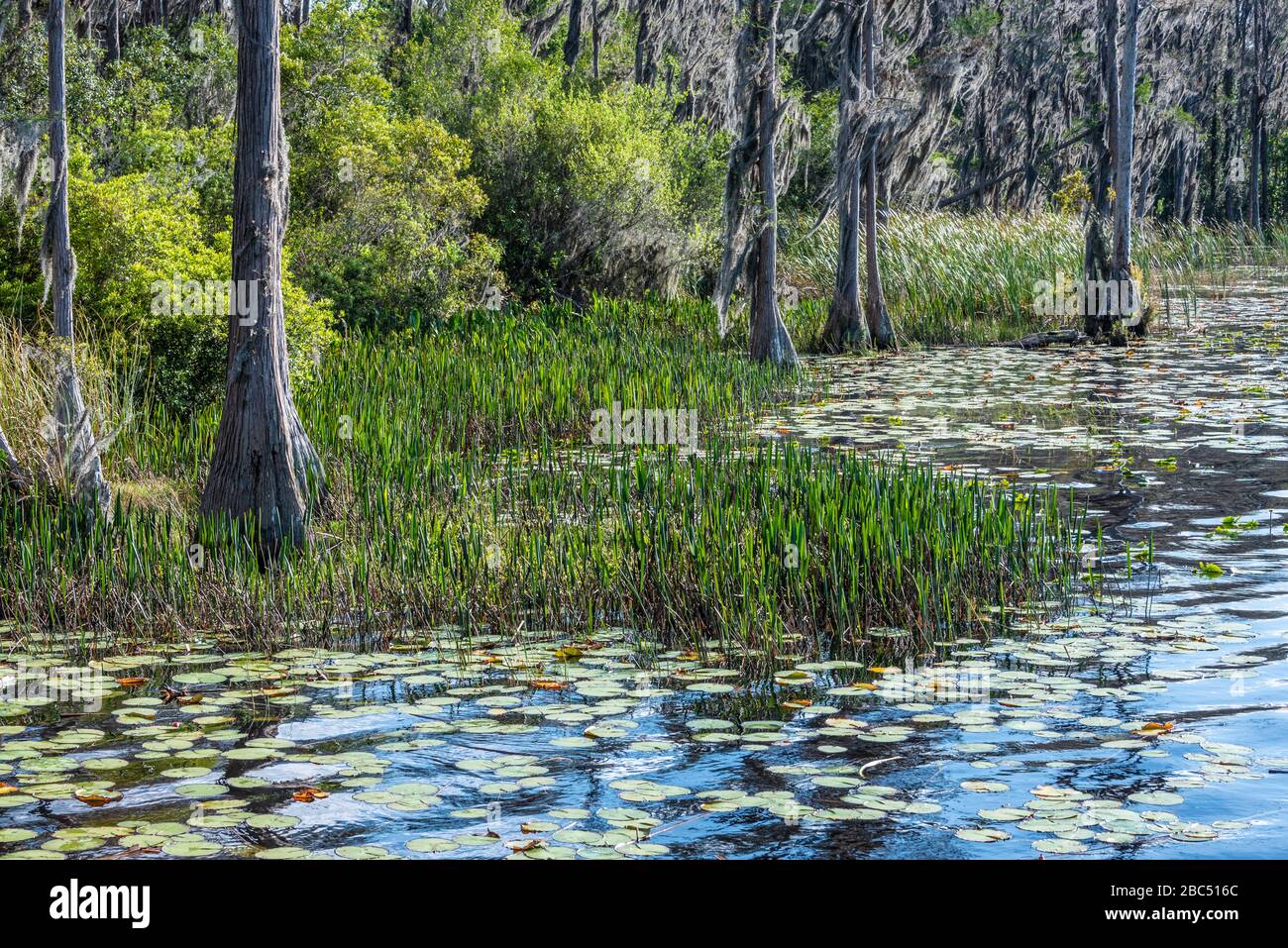 Florida bald Cypress arbres avec mousse espagnole le long de la rive du lac Dixie à Clermont, le parc national du lac Louisa de Floride. (ÉTATS-UNIS) Banque D'Images