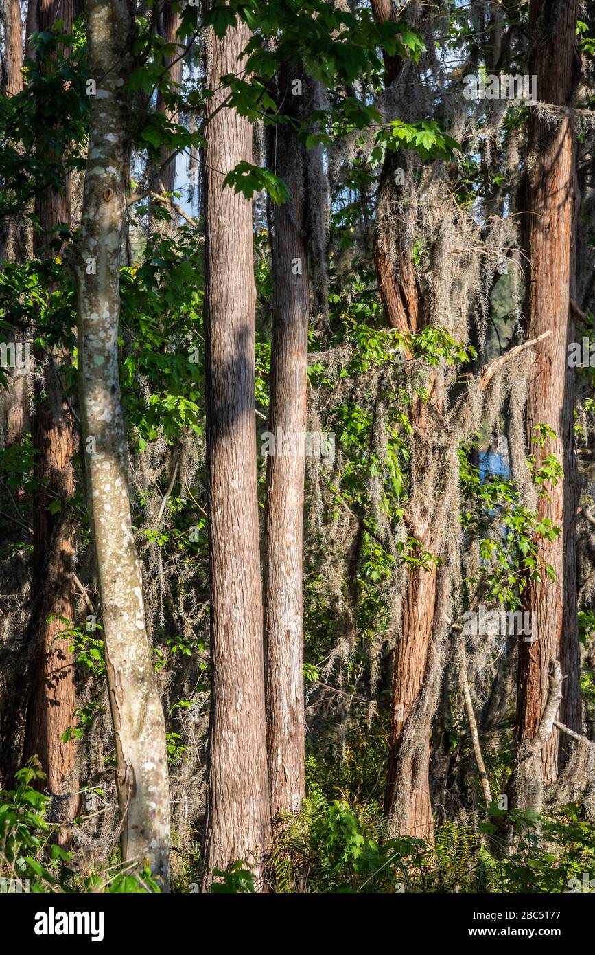 Cyprès chauve de Floride longeant la rive du lac Dixie à Clermont, parc national du lac Louisa de Floride, près d'Orlando. (ÉTATS-UNIS) Banque D'Images