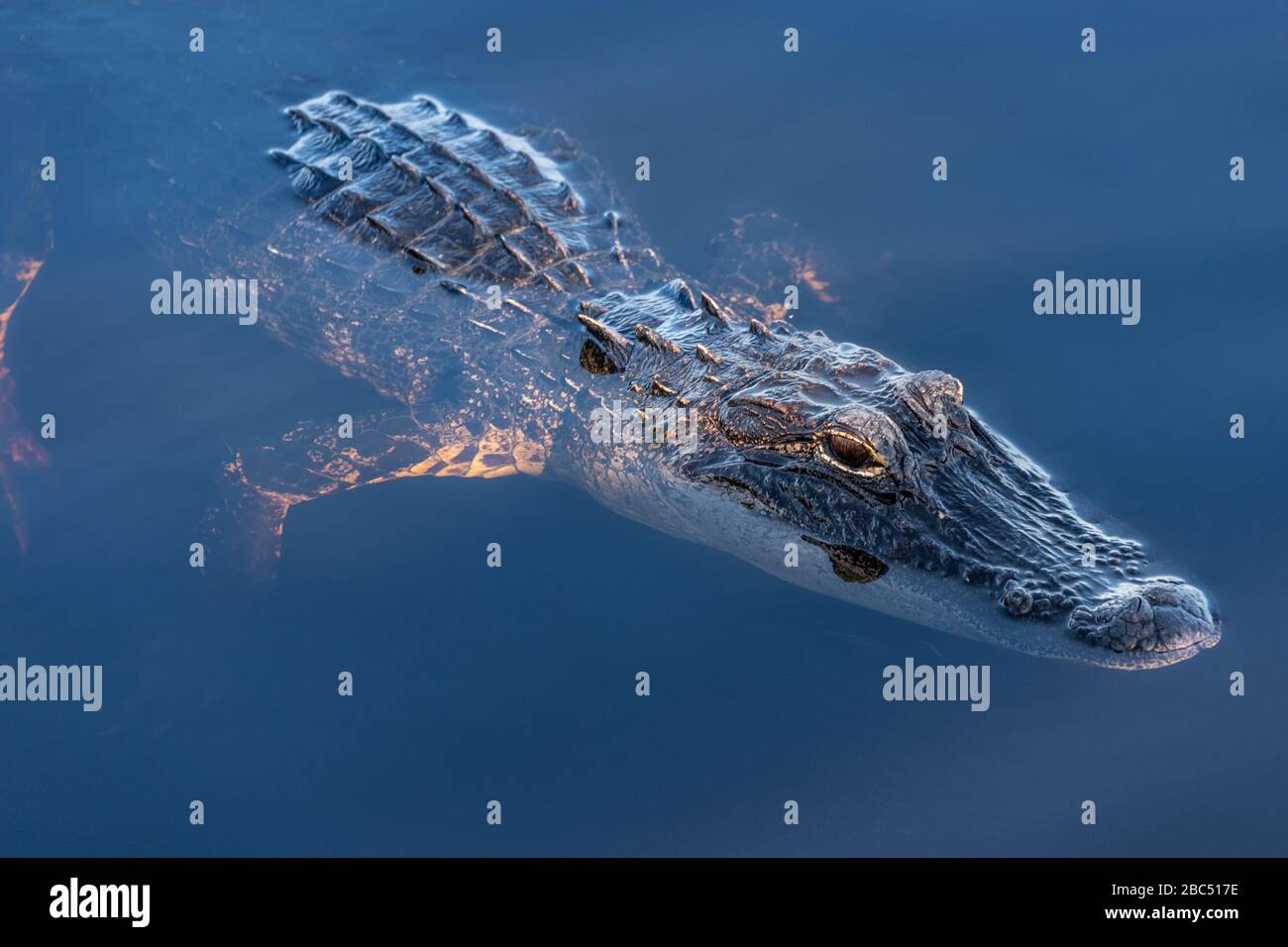 Curieux alligator au parc national du lac Louisa à Clermont, en Floride. (ÉTATS-UNIS) Banque D'Images