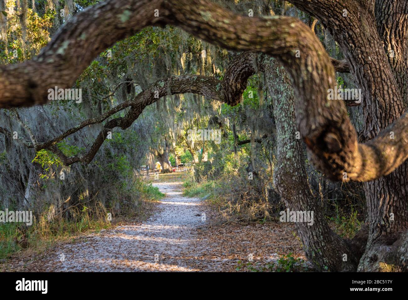 Sentier au bord du lac Louisa State Park à Clermont, en Floride, près d'Orlando. (ÉTATS-UNIS) Banque D'Images
