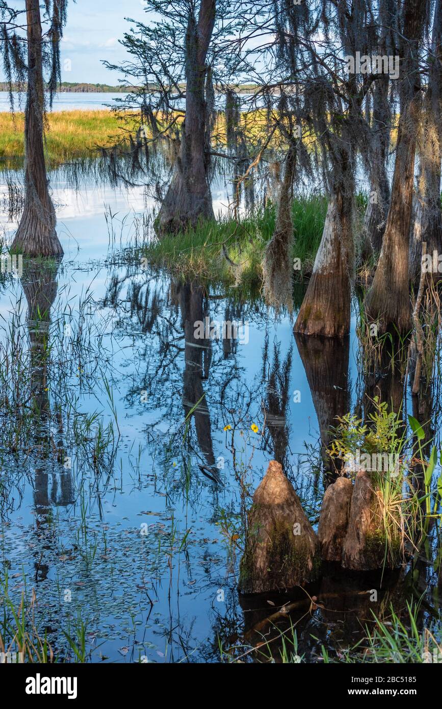 Les cyprès longent les rives du lac Louisa dans le parc national du lac Louisa, près d'Orlando, à Clermont, en Floride. (ÉTATS-UNIS) Banque D'Images