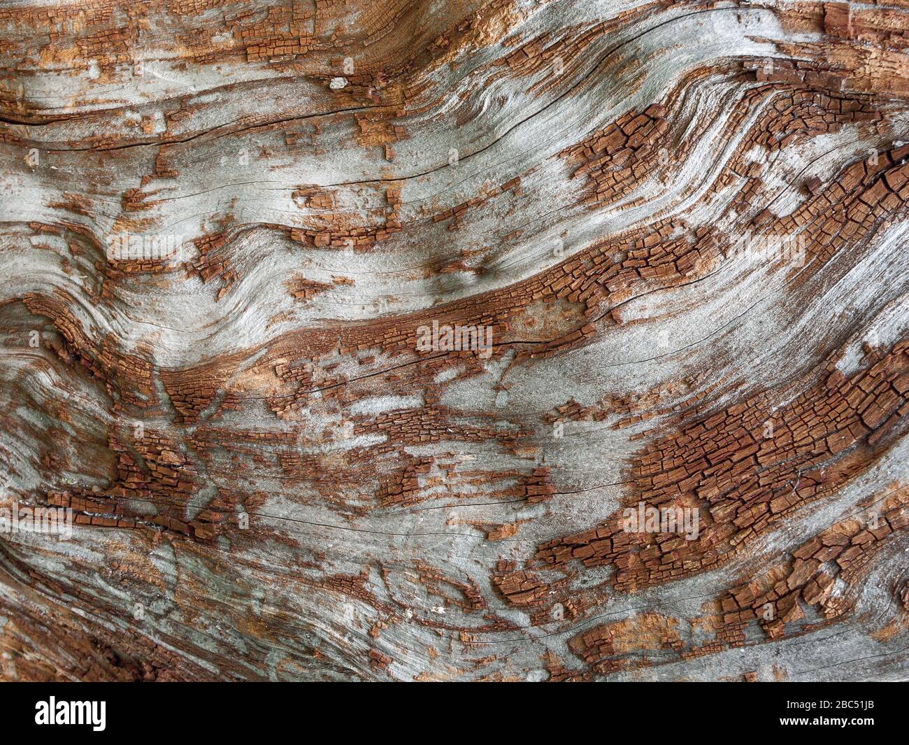 Détail de chêne rouge Bark érodé par le temps, arbre d'un parc vieux de plusieurs siècles. Textures et rayures sur l'écorce avec mousse causée par le temps. Banque D'Images