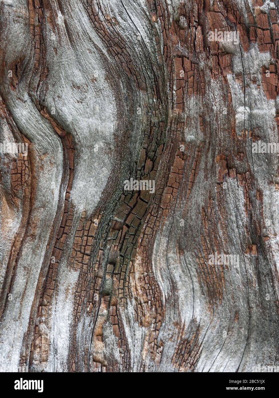 Détail de chêne rouge Bark érodé par le temps, arbre d'un parc vieux de plusieurs siècles. Textures et rayures sur l'écorce avec mousse causée par le temps. Banque D'Images