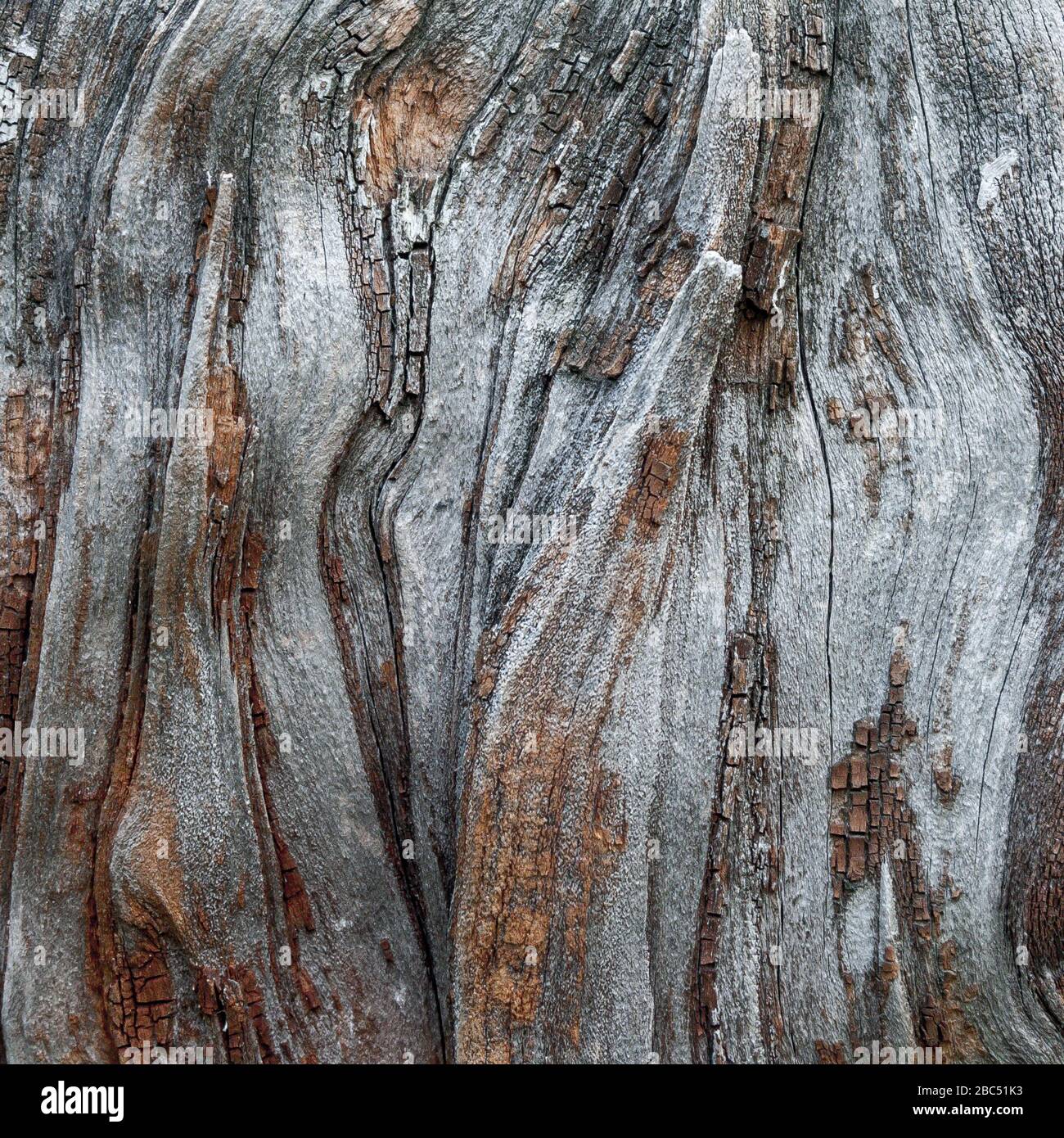 Détail de chêne rouge Bark érodé par le temps, arbre d'un parc vieux de plusieurs siècles. Textures et rayures sur l'écorce avec mousse causée par le temps. Banque D'Images