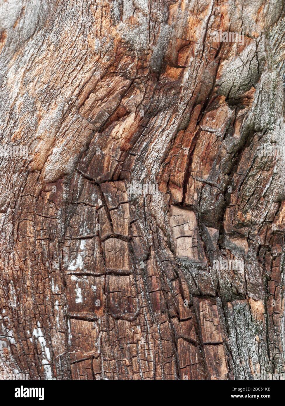 Détail de chêne rouge Bark érodé par le temps, arbre d'un parc vieux de plusieurs siècles. Textures et rayures sur l'écorce avec mousse causée par le temps. Banque D'Images