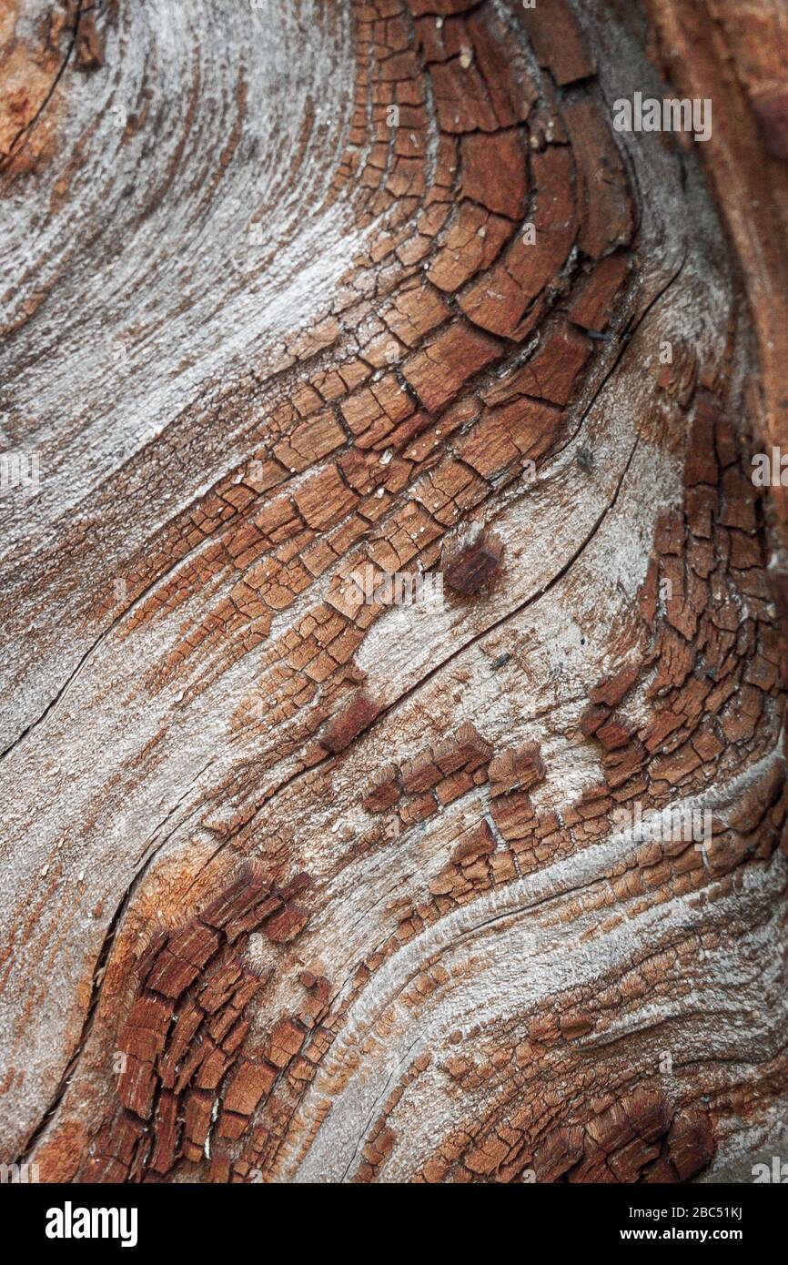 Détail de chêne rouge Bark érodé par le temps, arbre d'un parc vieux de plusieurs siècles. Textures et rayures sur l'écorce avec mousse causée par le temps. Banque D'Images