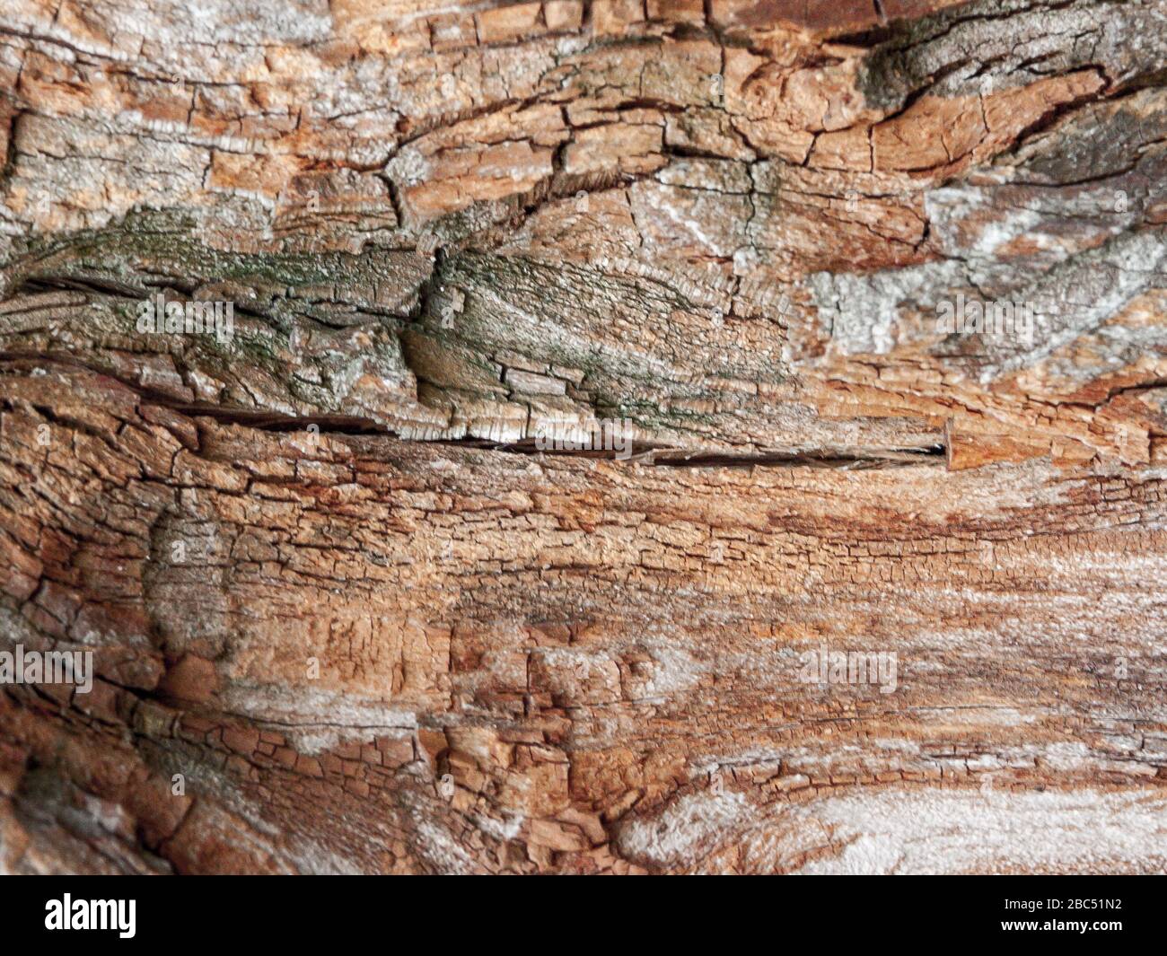 Détail de chêne rouge Bark érodé par le temps, arbre d'un parc vieux de plusieurs siècles. Textures et rayures sur l'écorce avec mousse causée par le temps. Banque D'Images