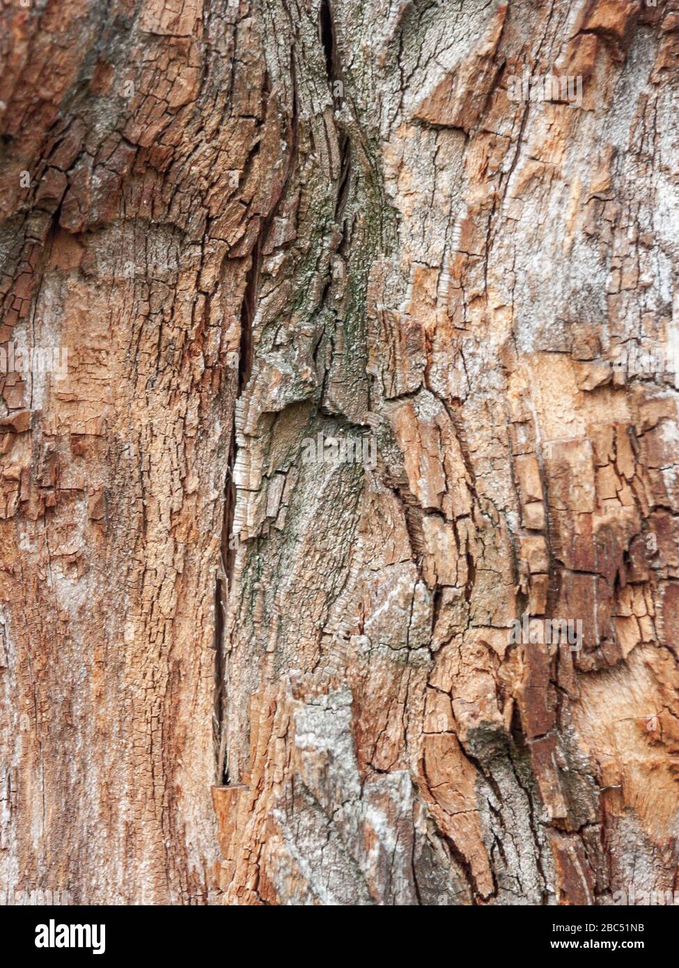 Détail de chêne rouge Bark érodé par le temps, arbre d'un parc vieux de plusieurs siècles. Textures et rayures sur l'écorce avec mousse causée par le temps. Banque D'Images