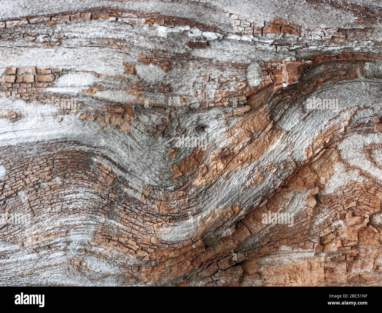 Détail de chêne rouge Bark érodé par le temps, arbre d'un parc vieux de plusieurs siècles. Textures et rayures sur l'écorce avec mousse causée par le temps. Banque D'Images