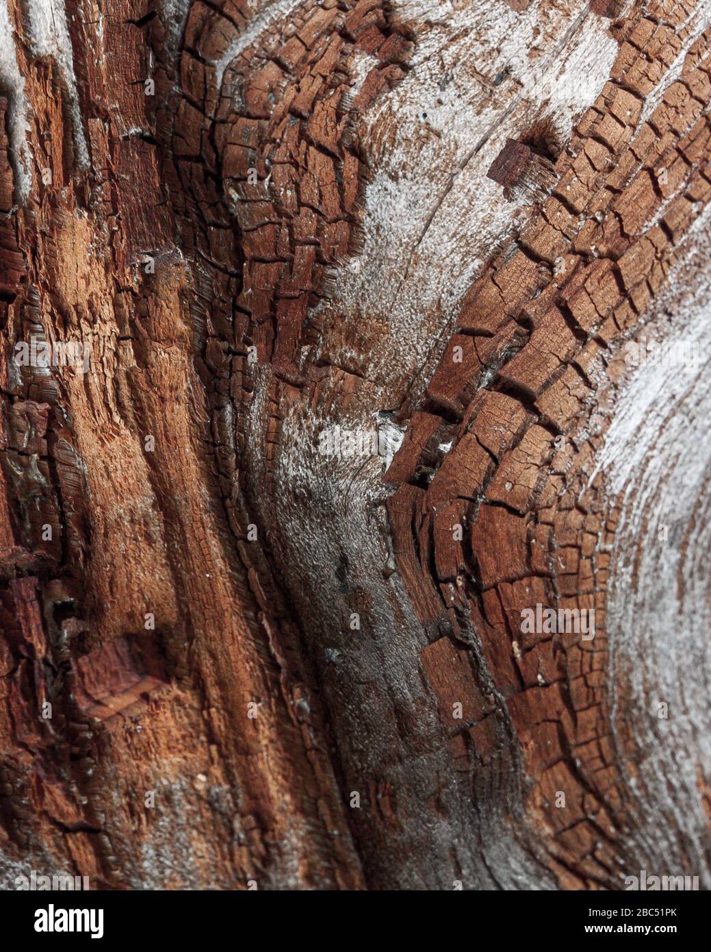 Détail de chêne rouge Bark érodé par le temps, arbre d'un parc vieux de plusieurs siècles. Textures et rayures sur l'écorce avec mousse causée par le temps. Banque D'Images