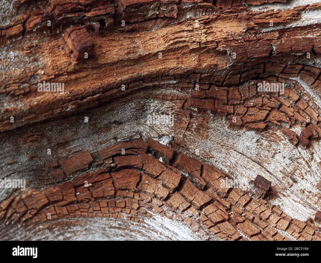 Détail de chêne rouge Bark érodé par le temps, arbre d'un parc vieux de plusieurs siècles. Textures et rayures sur l'écorce avec mousse causée par le temps. Banque D'Images