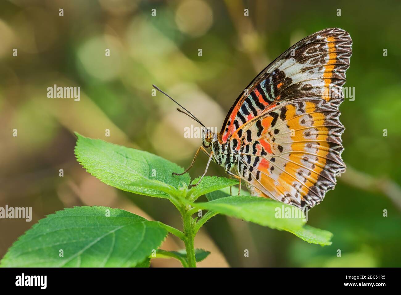 Léopard Lacwing - Cethosia cyane, beau papillon orange et rouge des forêts d'Asie de l'est, Malaisie. Banque D'Images