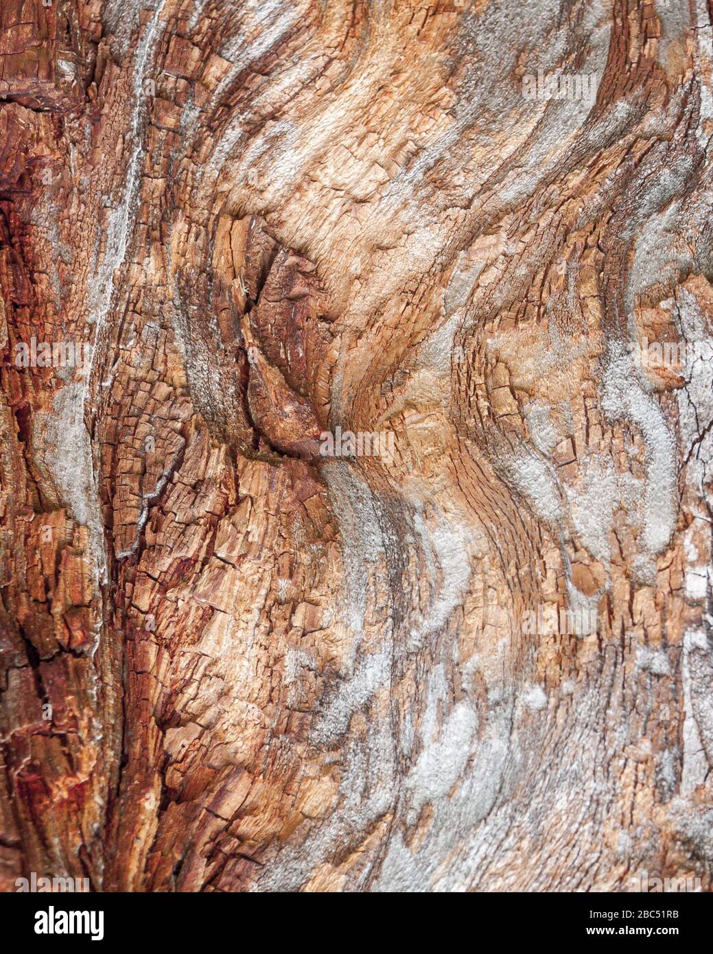 Détail de chêne rouge Bark érodé par le temps, arbre d'un parc vieux de plusieurs siècles. Textures et rayures sur l'écorce avec mousse causée par le temps. Banque D'Images