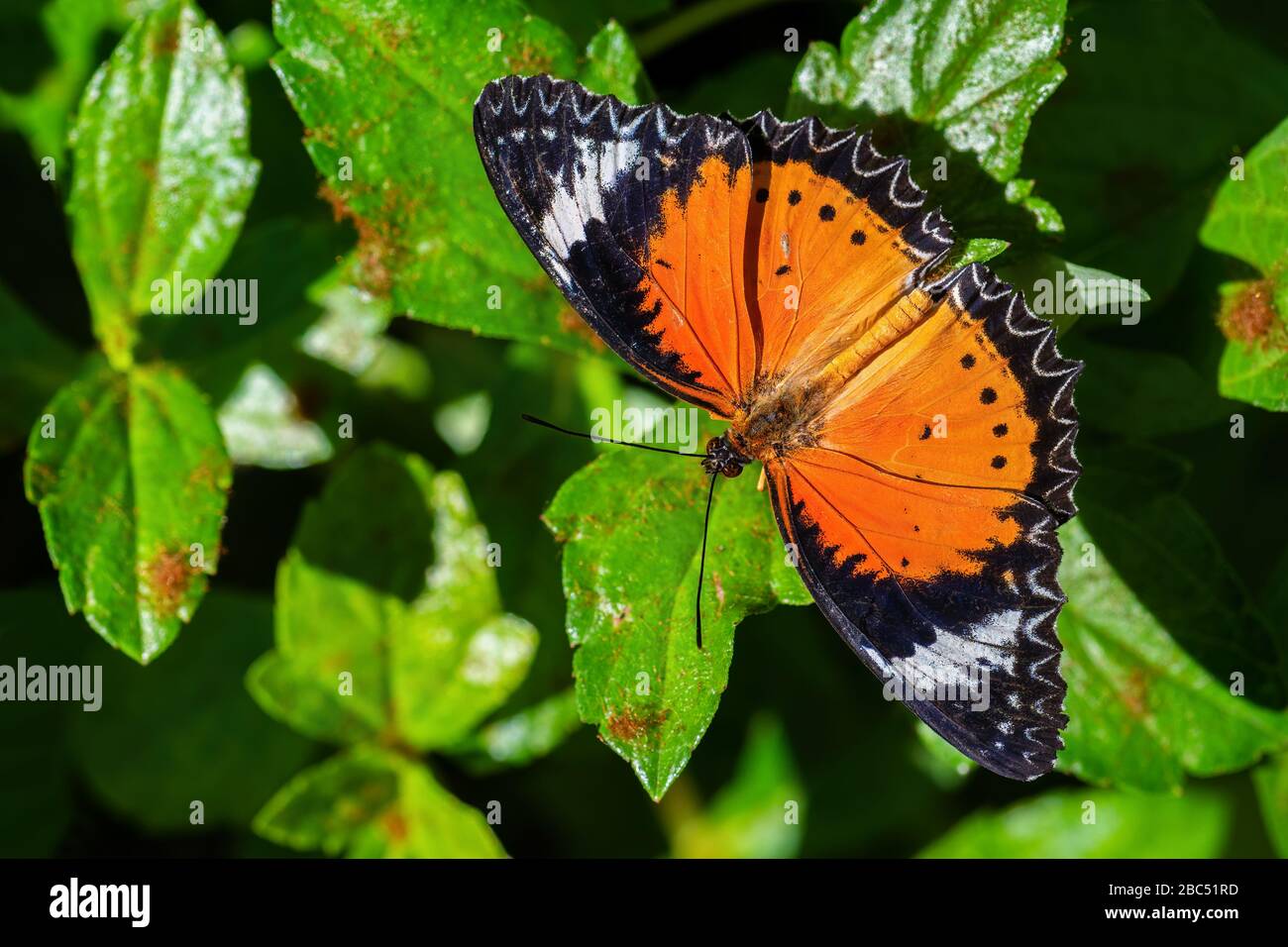 Léopard Lacwing - Cethosia cyane, beau papillon orange et rouge des forêts d'Asie de l'est, Malaisie. Banque D'Images