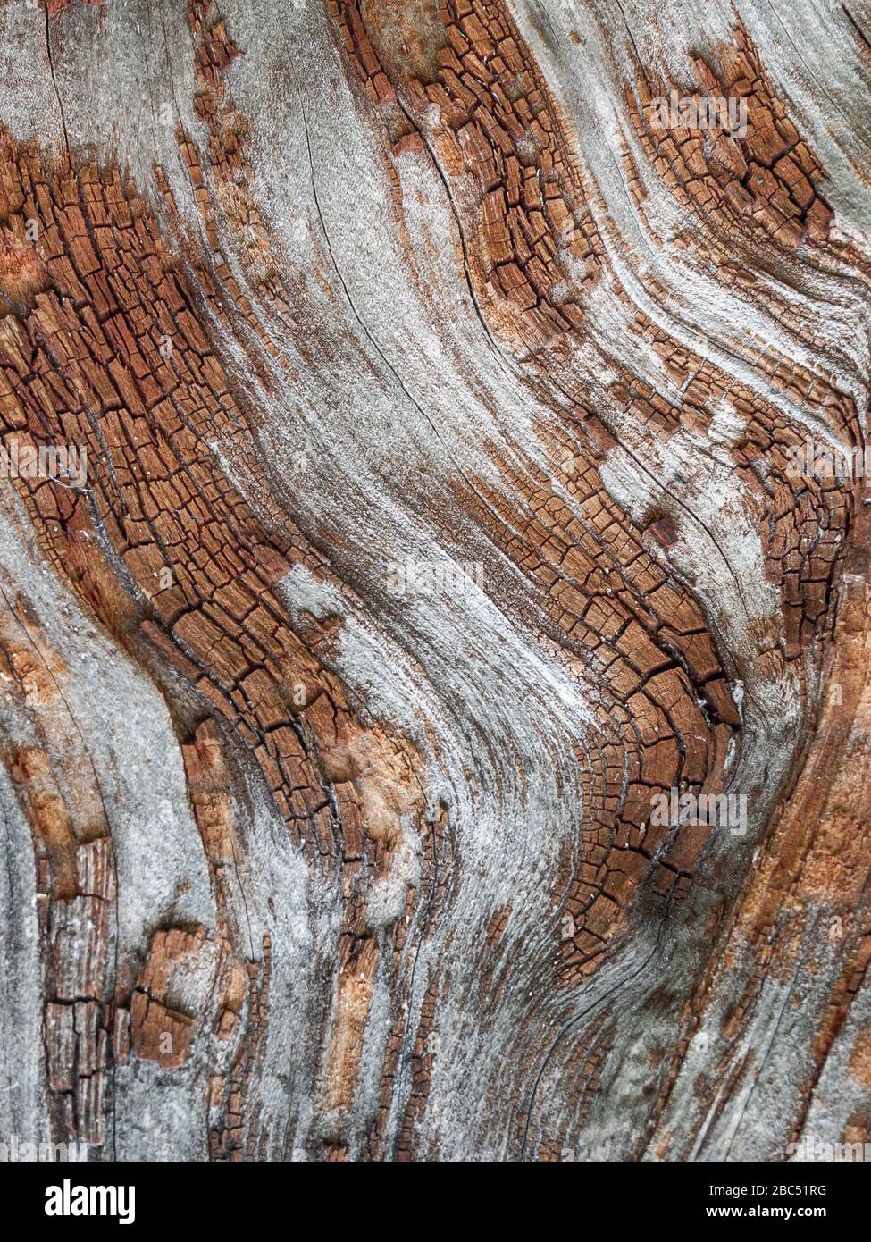 Détail de chêne rouge Bark érodé par le temps, arbre d'un parc vieux de plusieurs siècles. Textures et rayures sur l'écorce avec mousse causée par le temps. Banque D'Images