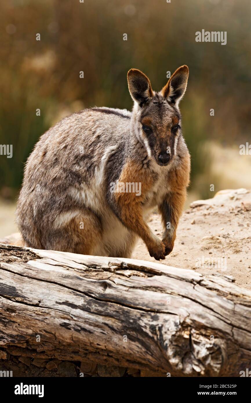 Mammifères / Brush des wallaby de roche à Halls Gap Zoo, Victoria Australie. Le zoo de Halls Gap est le plus grand zoo régional et couvre une superficie de 53 acres Banque D'Images