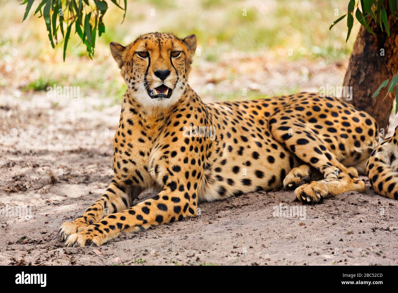 Mammifères / Cheetah dans Halls Gap Zoo, Victoria Australie. Le zoo de Halls Gap est le plus grand zoo régional et couvre une superficie de 53 acres.il est situé à t Banque D'Images