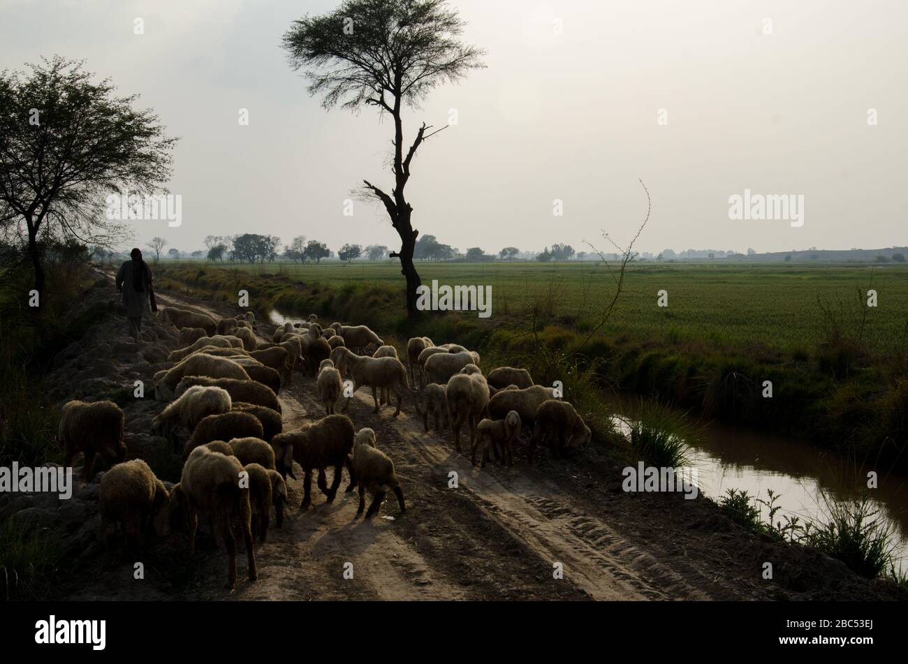 Un berger avec son troupeau de moutons passant par des champs de blé dans le district de Kasur du Punjab, au Pakistan. Banque D'Images