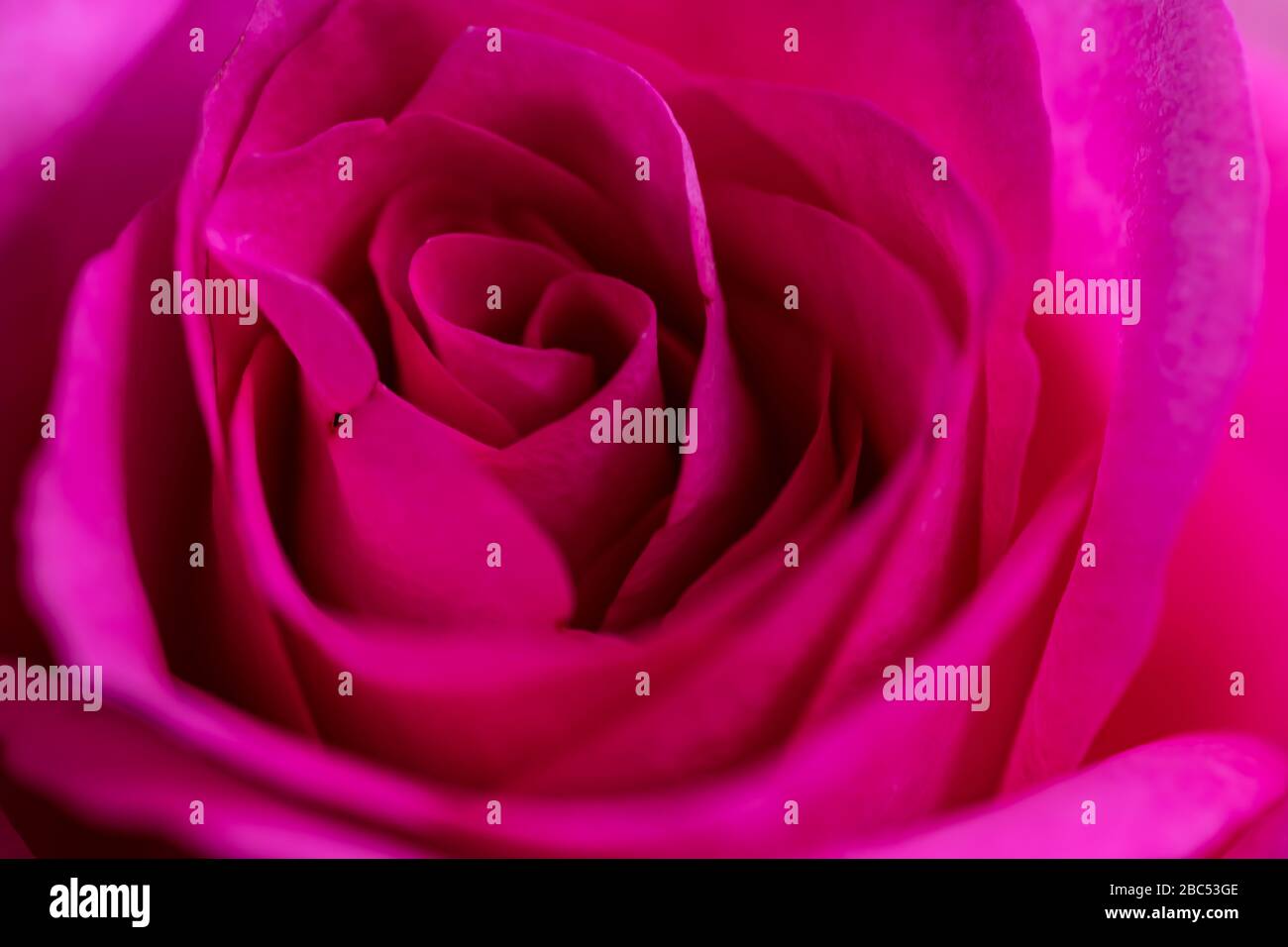 Fleur rose rose simple gros plan Banque D'Images