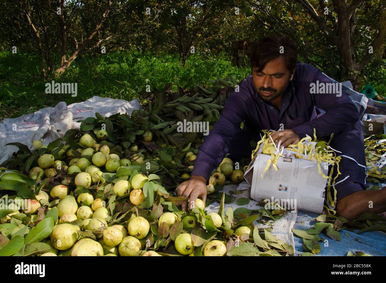 Guava orchard travailleur Zeeshan tri et emballage Guavas dans Sharaqpur distrait de la province du Punjab, Pakistan. Banque D'Images