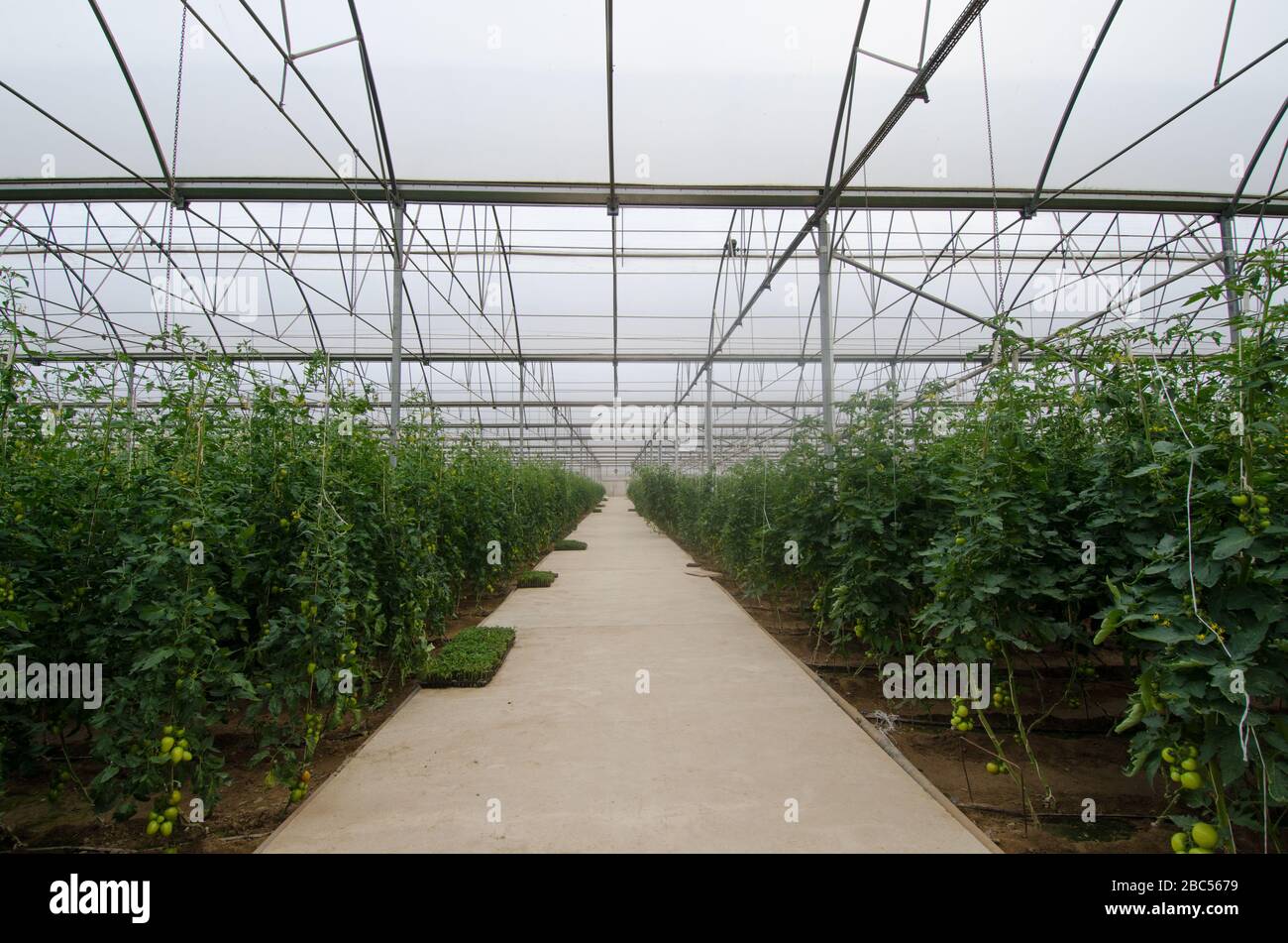 La serre de haute technologie de ma Agri Farms à Faisalabad s'étend sur 25 acres et comprend un système mécanisé de piégeage du soleil, des évents de toit et de buée. La ferme grandit Banque D'Images