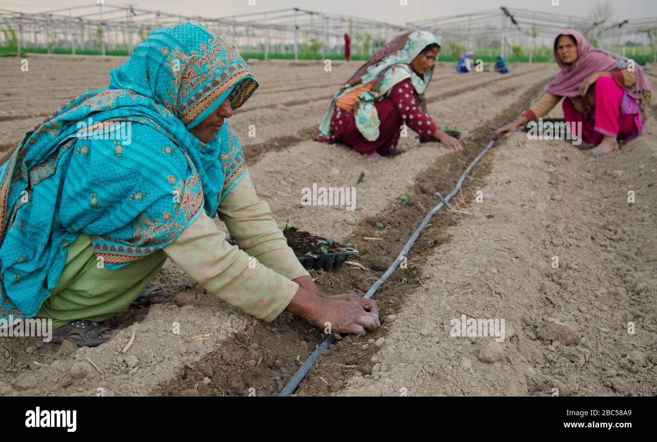 Des travailleuses travaillant dans les champs de fraises de ma Agri Farm à Faisalabad, au Pakistan. Banque D'Images