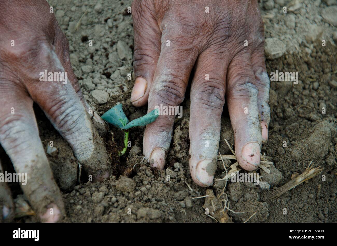 Des travailleuses travaillant dans les champs de fraises de ma Agri Farm à Faisalabad, au Pakistan. Banque D'Images