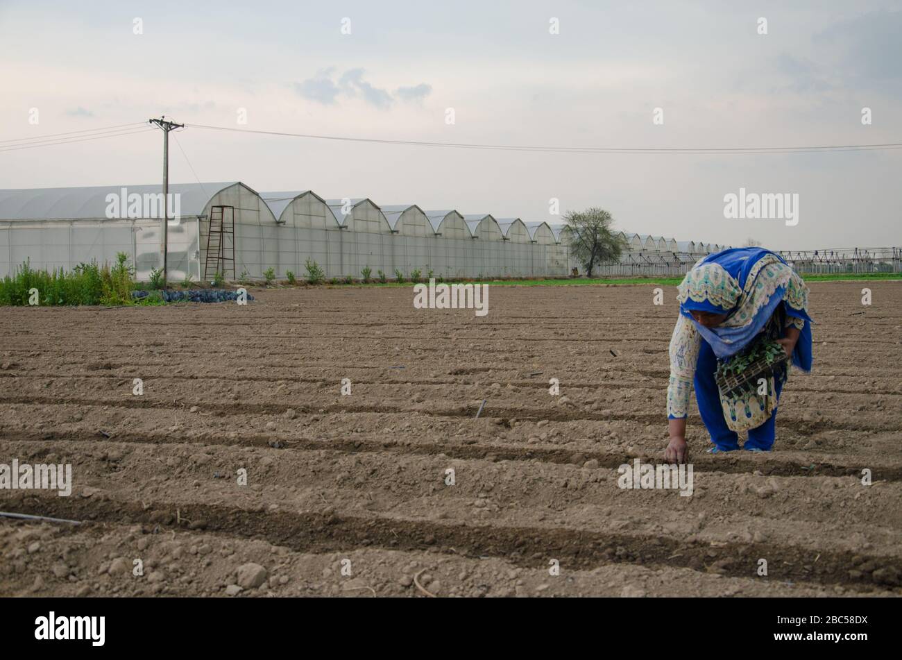 Des travailleuses travaillant dans les champs de fraises de ma Agri Farm à Faisalabad, au Pakistan. Banque D'Images