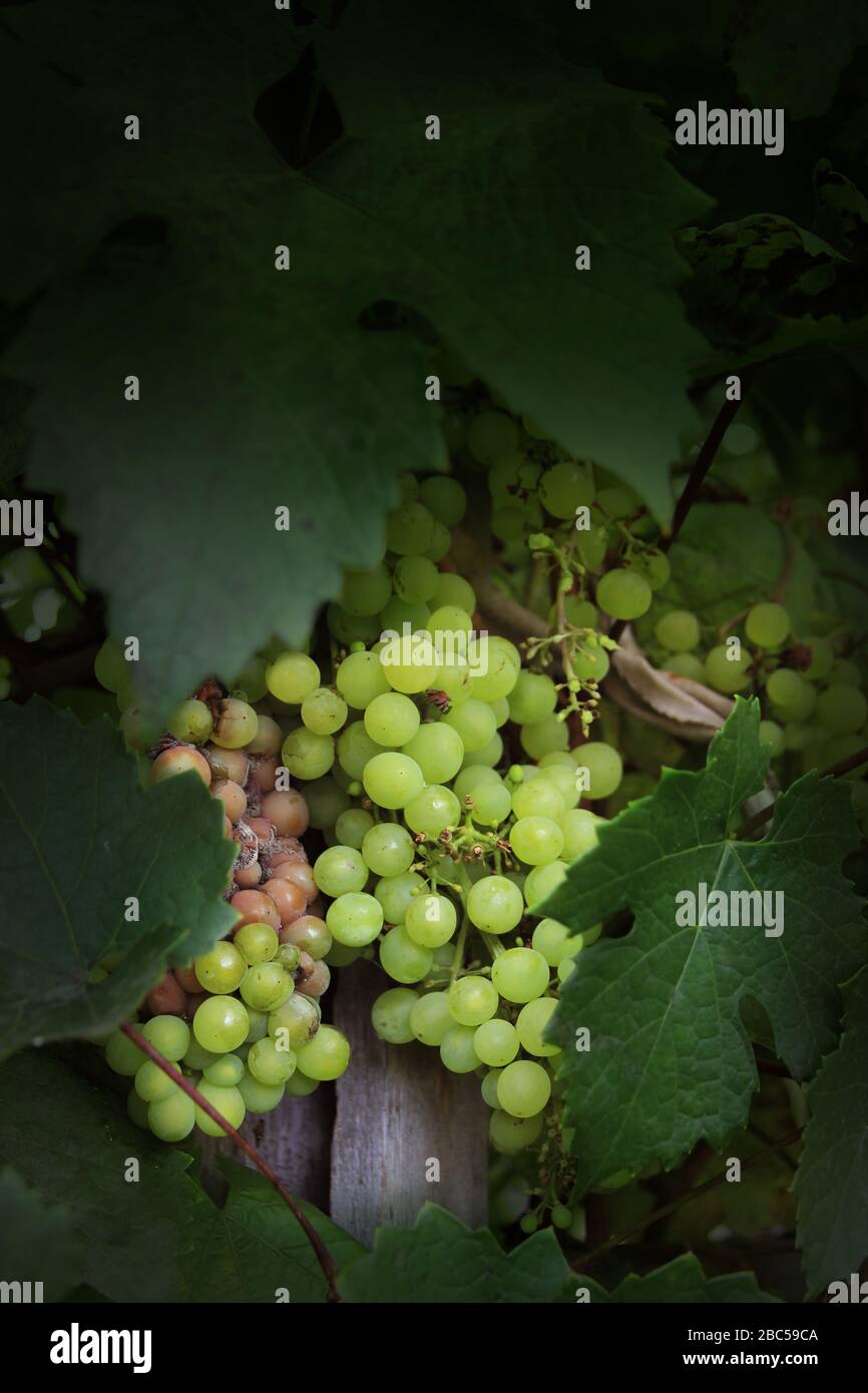 Maladie du raisin. Pourriture et mûrissement des raisins sur une vigne — free download