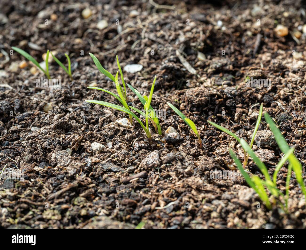 Un gros plan de jeunes plants de carottes au stade du cotylédon Photo Stock  - Alamy