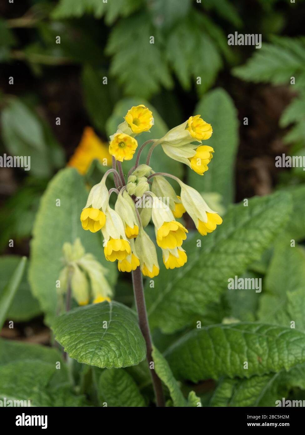 Gros plan de la tête de fleur jaune d'un Primula veris en forme de lâche montrant les petits florets individuels Banque D'Images