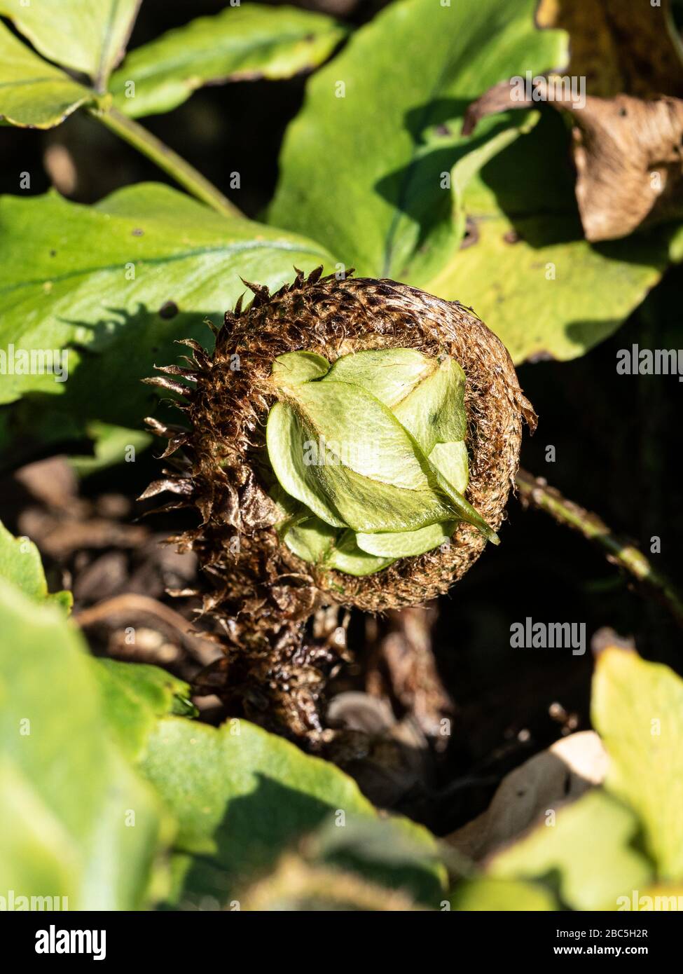 Un gros plan de la fronde émergente de la ferne Cyrtomium fortei var. Clivicola Banque D'Images
