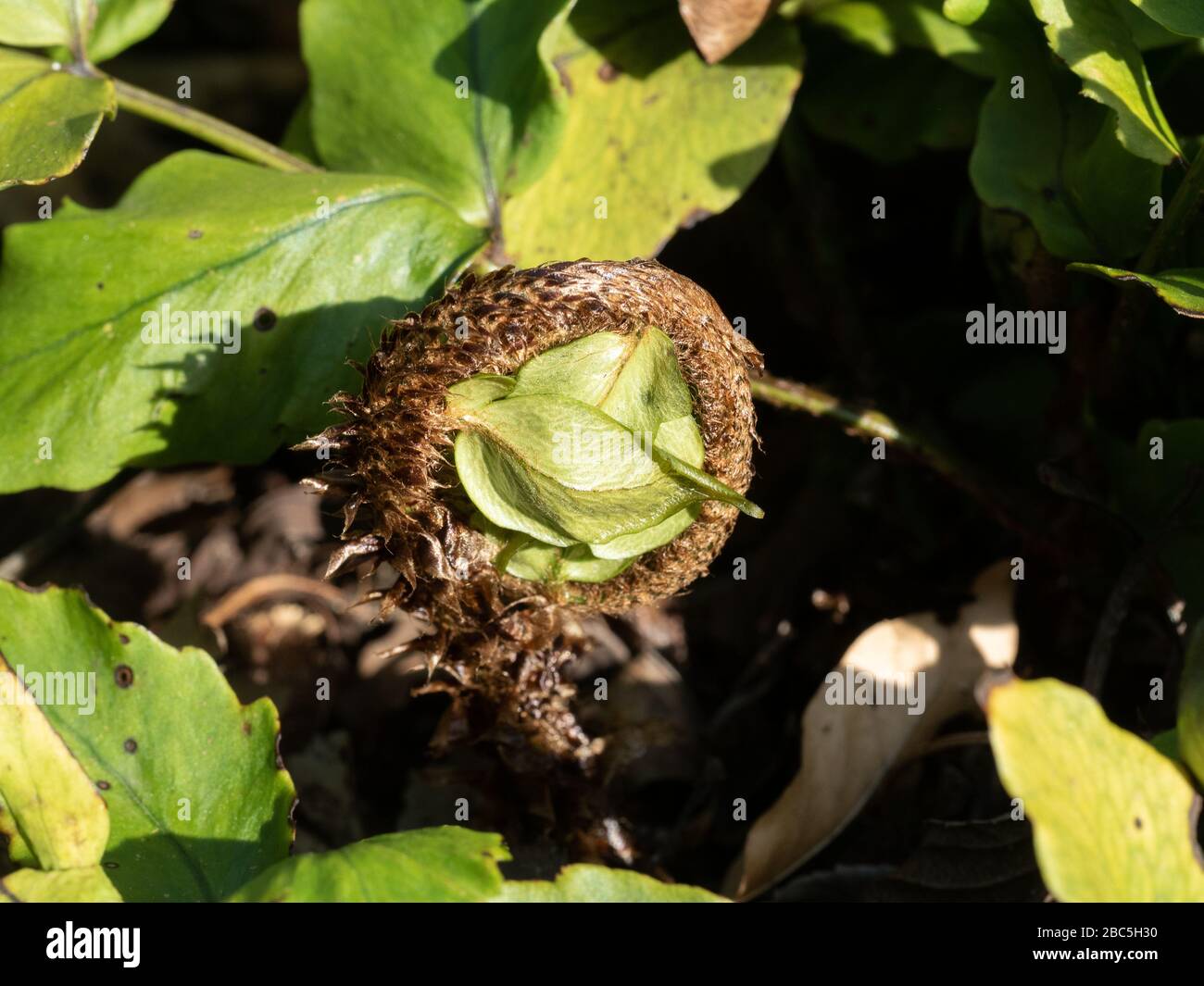 Un gros plan de la fronde émergente de la ferne Cyrtomium fortei var. Clivicola Banque D'Images