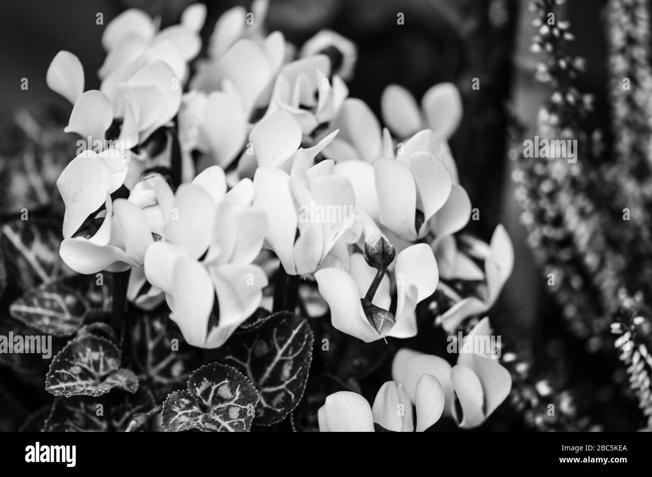 mélange de fleurs d'été vue rapprochée Banque D'Images