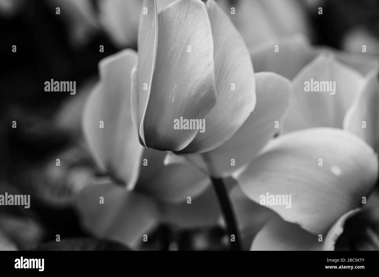 mélange de fleurs d'été vue rapprochée Banque D'Images