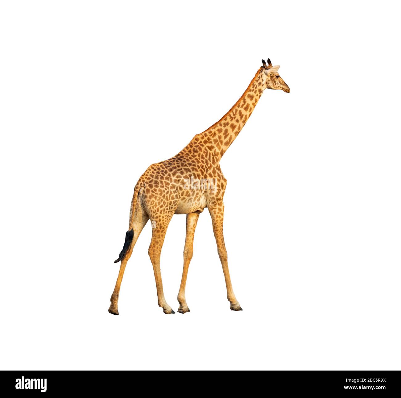 Vue sur le profil de marche Giraffe isolée sur fond blanc Banque D'Images