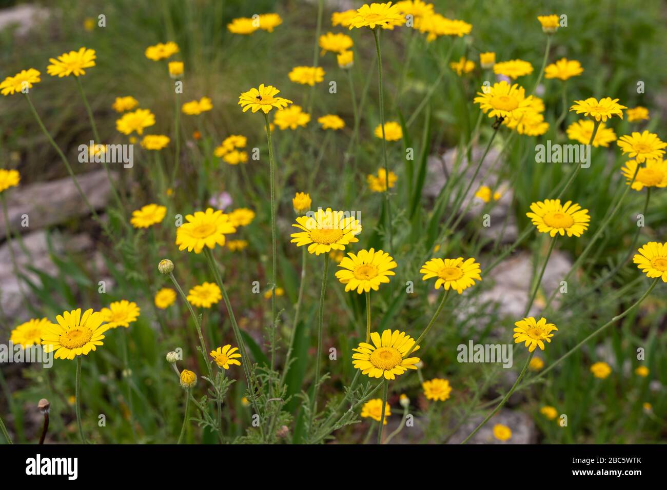 Calendula. Fleurs jaunes de la couronne Daisy ou de la marigold de maïs. Glebionis coronaria ou glebionis segentum Banque D'Images