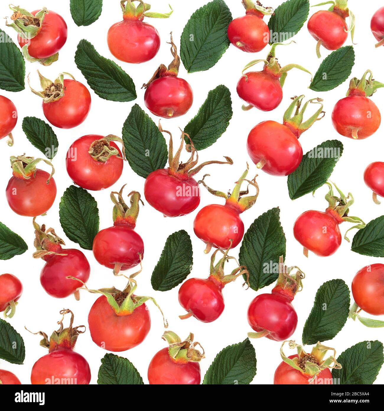 Fruits de la hanche rosée à l'abri stimulant la nourriture formant un fond abstrait. Très élevé en vitamine C, lycopène, anthocyanines et antioxydants. Rosa Rugosa. Banque D'Images Fruits de la hanche rosée à l'abri stimulant la nourriture formant un fond abstrait. Très élevé en vitamine C, lycopène, anthocyanines et antioxydants. Rosa Rugosa. Banque D'Images