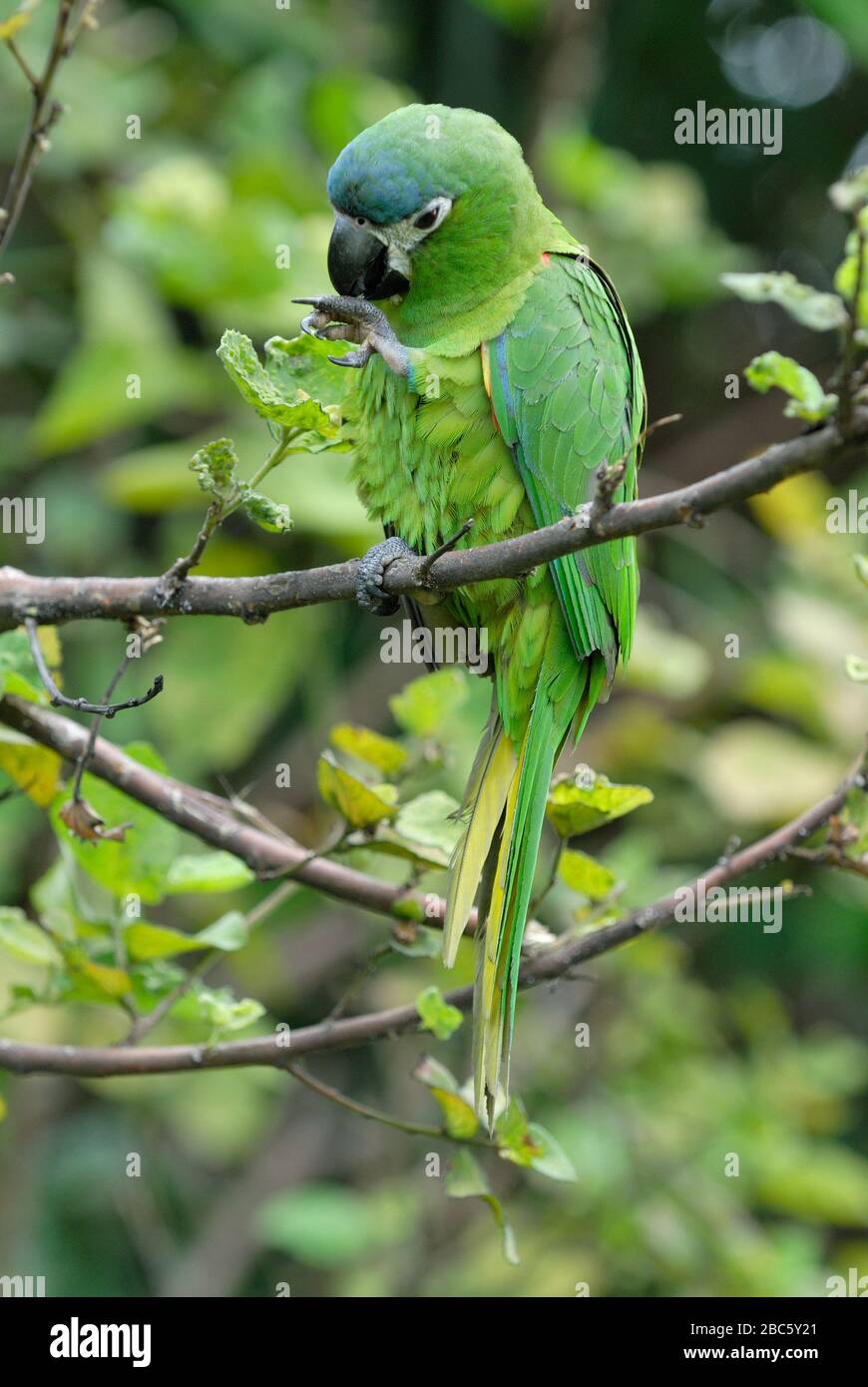 Photo inspiration: Macaw De Hahn Ou Macaw À Épaulettes Rouges Noble Macaw Photo Inspiration