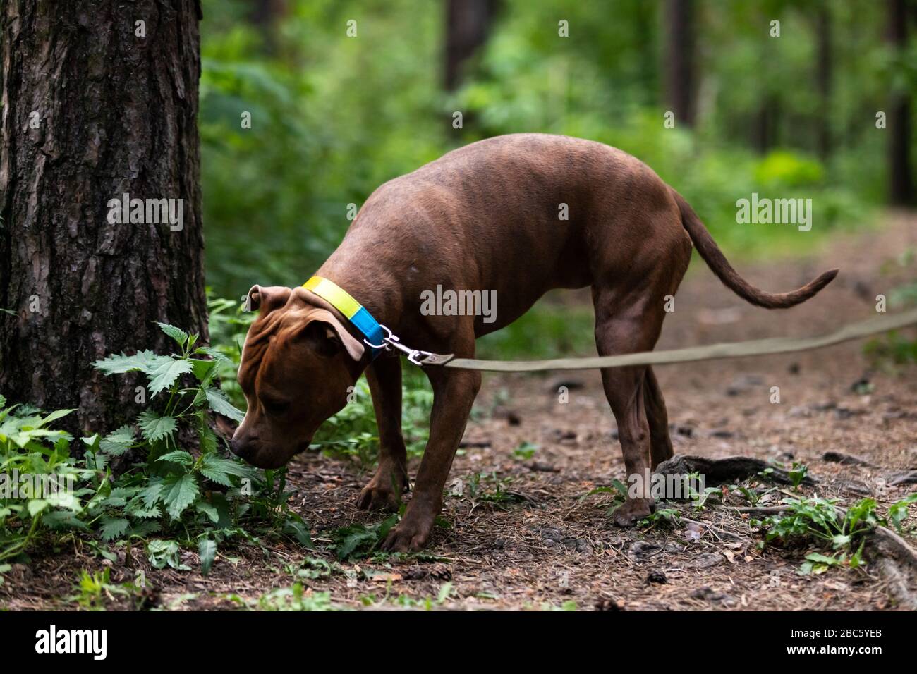 Le terrier du staffordshire rouge fait des promenades en plein air au parc Banque D'Images