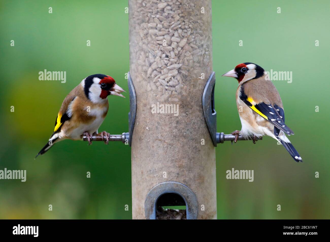 Une paire d'orfèves (Carduelis carduelis) se replie dans des coeurs de tournesol à une mangeoire d'oiseaux ce matin à East Sussex, Royaume-Uni. Crédit : Ed Brown/Alamy Live News Banque D'Images