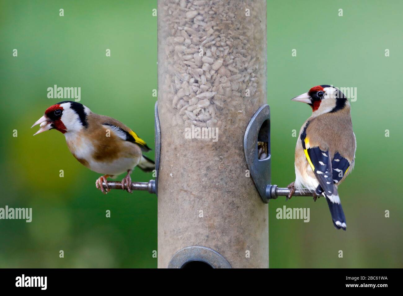 Une paire d'orfèves (Carduelis carduelis) se replie dans des coeurs de tournesol à une mangeoire d'oiseaux ce matin à East Sussex, Royaume-Uni. Crédit : Ed Brown/Alamy Live News Banque D'Images