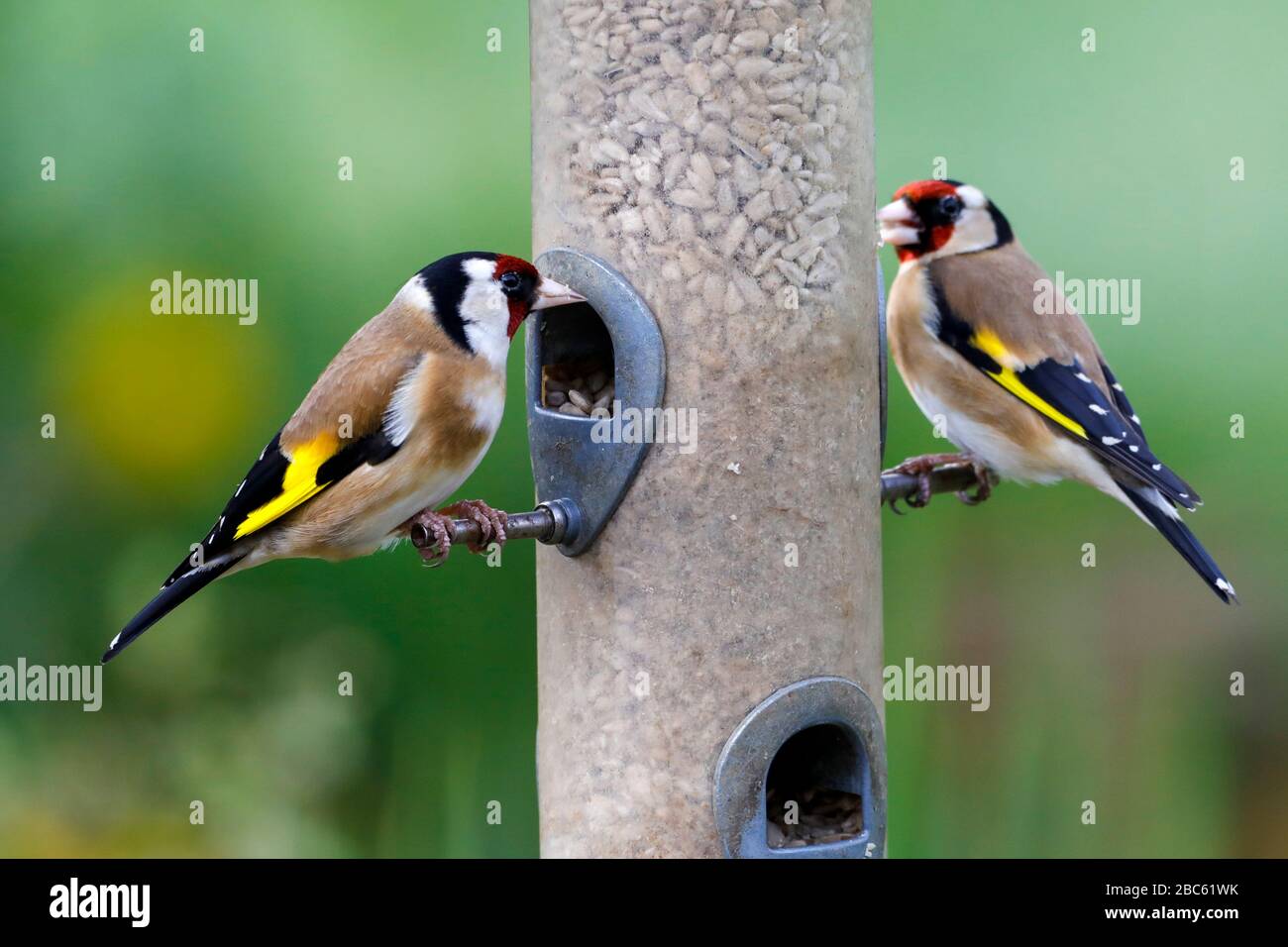 Une paire d'orfèves (Carduelis carduelis) se replie dans des coeurs de tournesol à une mangeoire d'oiseaux ce matin à East Sussex, Royaume-Uni. Crédit : Ed Brown/Alamy Live News Banque D'Images