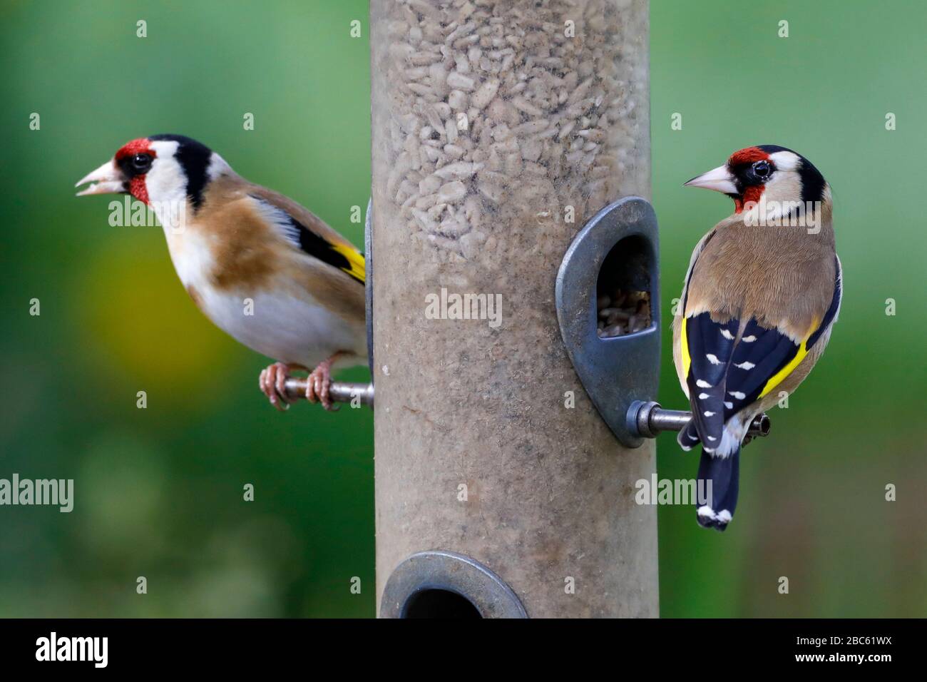 Une paire d'orfèves (Carduelis carduelis) se replie dans des coeurs de tournesol à une mangeoire d'oiseaux ce matin à East Sussex, Royaume-Uni. Crédit : Ed Brown/Alamy Live News Banque D'Images
