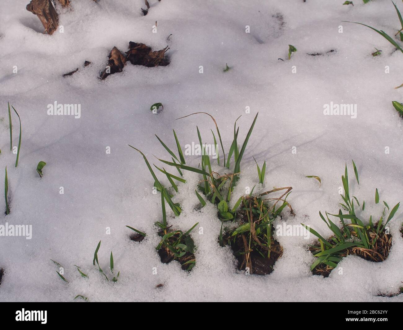 L'herbe verte se brise dans la neige. Après la chute de neige. Pression soudaine à froid. Nature. Banque D'Images