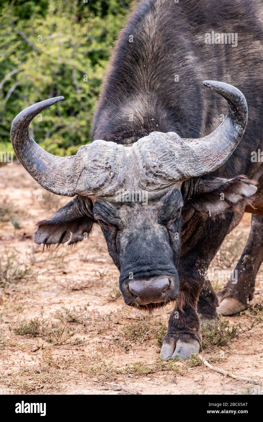 Addo Elephant National Park, Addo, Cap oriental, Afrique du Sud Banque D'Images